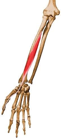 Flexor Pollicis Longus - Anatomy - Orthobullets