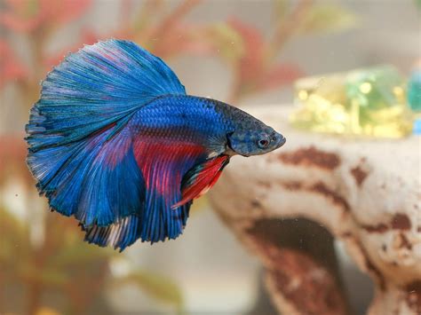 Best pet fish for kids: what is the best pet fish to buy for you and ...