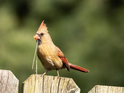 Cardinal Nesting (Behavior, Eggs, Location + FAQs) | Birdfact