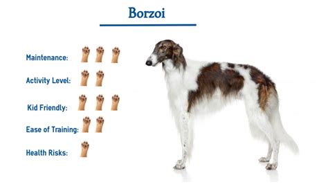 Borzoi Dog Breed… Everything You Need to Know at a Glance!