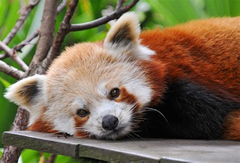 Un zorro muy tierno llamado firefox - Taringa!