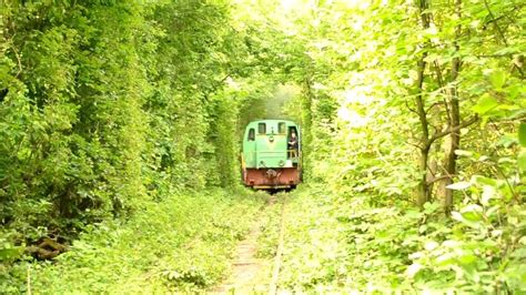 The Tunnel Of Trees