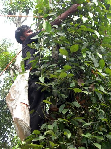 Man Picking Pepper In Kerala | Man climbing up tree to pick … | Flickr