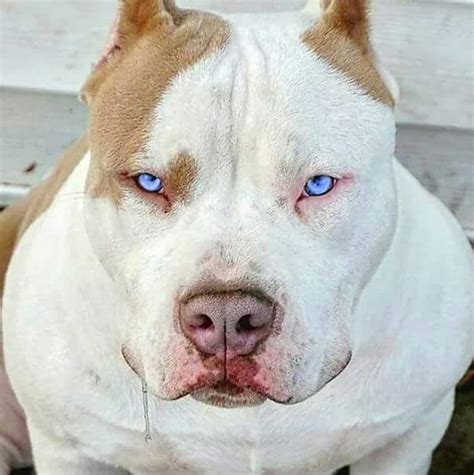 Check out the gorgeous eyes on this pitbull pup www.bullymake.com ...