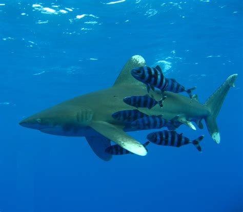 Oceanic Whitetip Shark | Carcharhinus longimanus | Shark Database