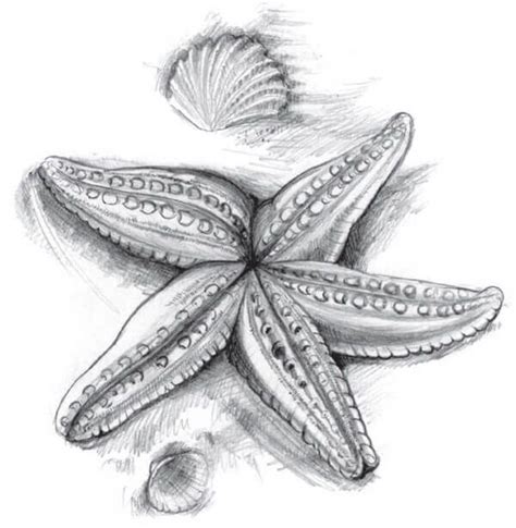 How to draw a starfish with a pencil step-by-step tutorial. | Starfish ...