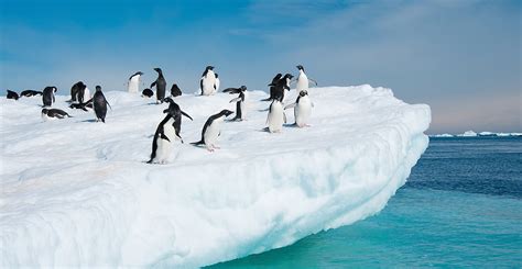 Not so Happy Feet: Penguins go from climate winners to climate losers - Carbon Brief