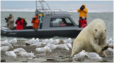 Polar Bear Viewing & Photo Tour Photos - Wild Alaska Travel