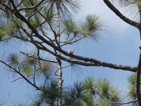 The Last Days of the Bahama Nuthatch - Atlas Obscura