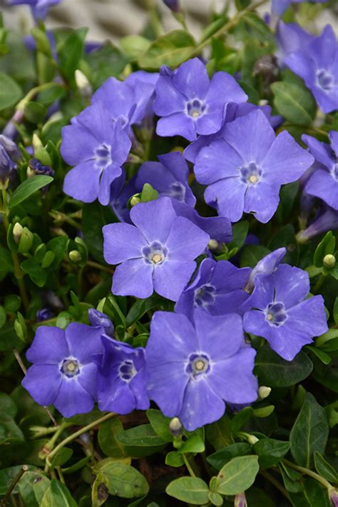 Bowles Periwinkle (Vinca minor 'Bowles') in Denver Arvada Wheat Ridge ...