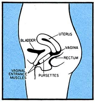 Diagram For Tampon Insertion