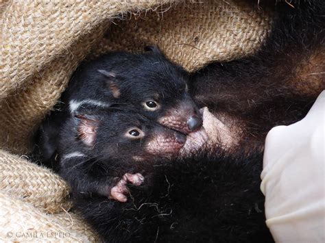 Tasmanian Devils Endangered: Uncovering EV Biomarkers to Aid ...