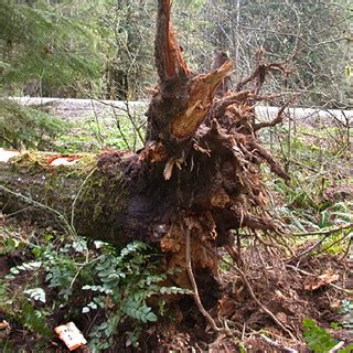 Laminated Root Rot | Laminated root rot is a tree disease pr… | Flickr