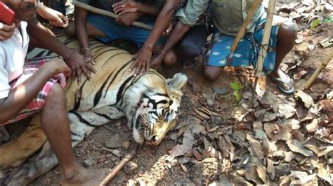 Royal bengal tiger found dead in West Bengal’s Lalgarh - India News