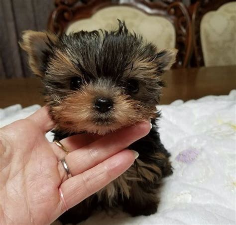 Teacup Yorkie Guide: Lifespan, Price, Size & More!