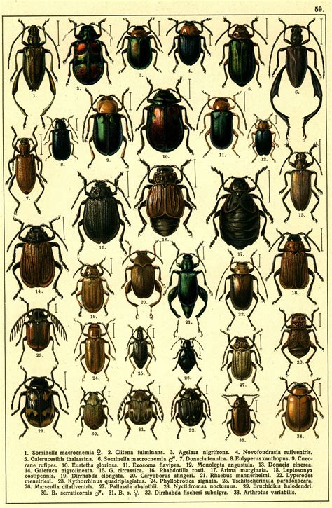 Pin by synopsis on Insect Illustrations | Entomology illustration, Macro pictures, Animal posters