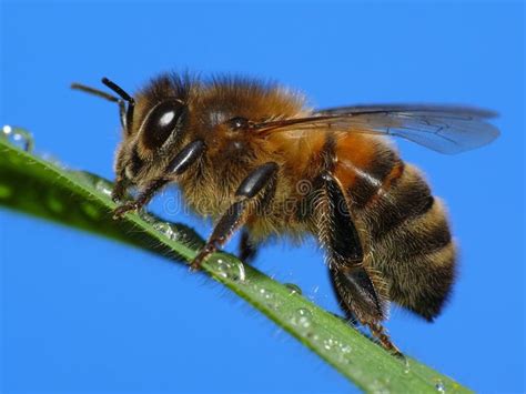 Abeja de la miel imagen de archivo. Imagen de miel, abeja - 3987309