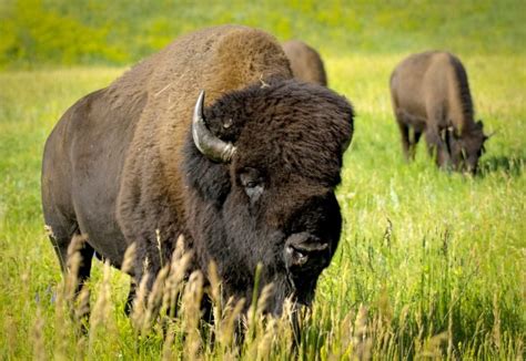 Top 5 Tourist Attractions in Custer, South Dakota | Things To Do in Custer | Attractions of America