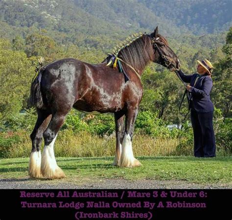 Shire Breeders of Australia Directory | Shire Horse Society of Australia