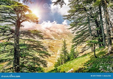 Cedars of Lebanon stock image. Image of lebanon, lands - 69179459