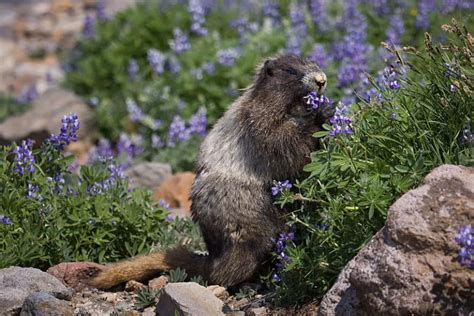 Hoary Marmot l Extremely Large Rodent - Our Breathing Planet