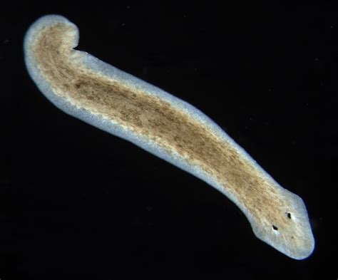 Planarian Worm Regeneration And Regrowing Lost Limbs - Human Limb Regeneration