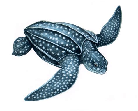 Leatherback Sea Turtle Drawing at GetDrawings | Free download