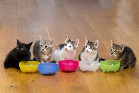 10 Best Grain-Free Kitten Foods in 2024 - Reviews & Top Picks | Pet Keen