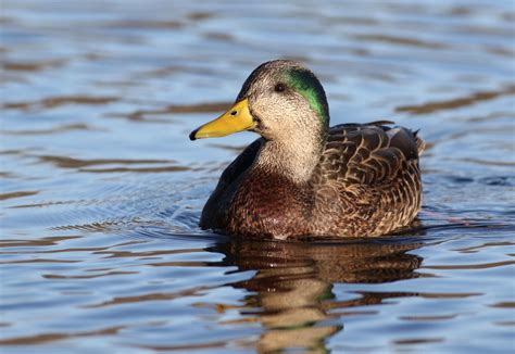 The 8 Coolest Hybrid Ducks and Geese You’ve Ever Seen | Outdoor Life