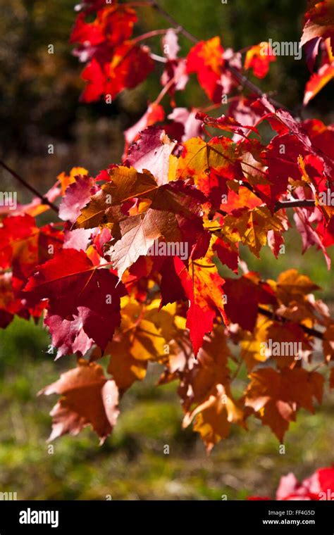 New Hampshire, colorful fall foliage along ponds, roadway and fields ...