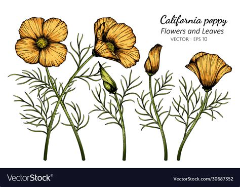 Orange california poppy flower and leaf drawing Vector Image