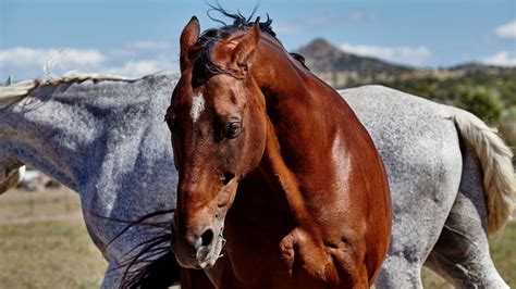 When Horses Pin Their Ears Back, What Are They Signaling?