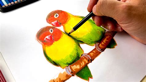 How To Draw Realistic Love Birds - Advanced - Art For Kids Hub