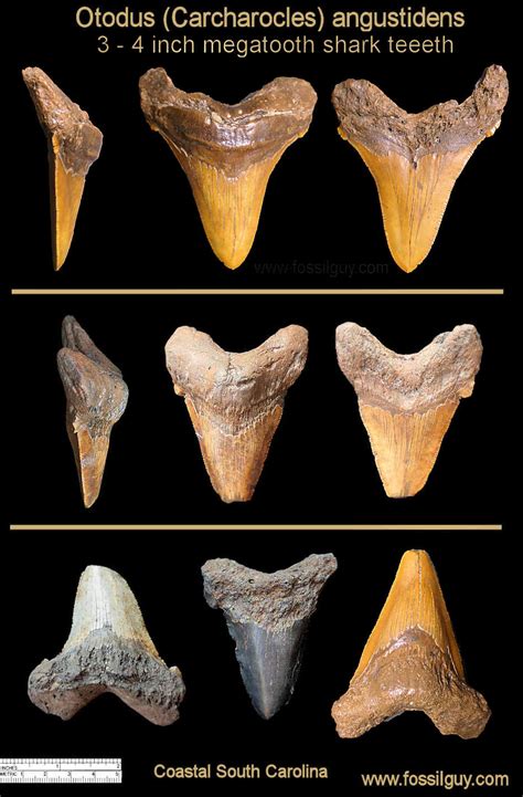 Coastal South Carolina Fossil Identification: Fossilguy.com