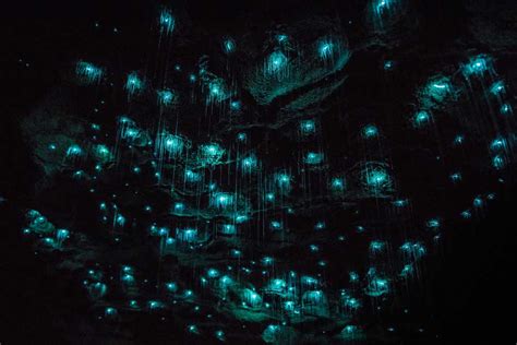 10 Fun Facts About New Zealand Glowworms - NZ Pocket Guide