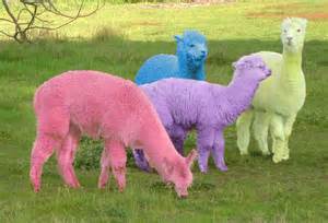 Alpaca to "Dye" for or to "Die" for? - Inca Fashions Wholesale