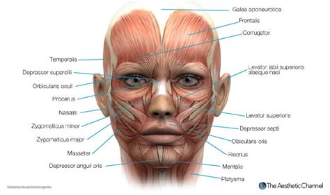 3d female face muscles anatomy – Artofit