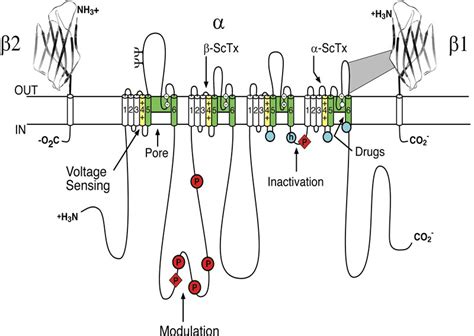 Voltage-gated sodium channels (Na V ) | Introduction | BPS/IUPHAR Guide ...