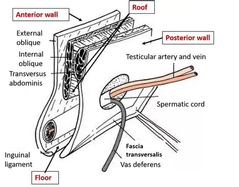 Inguinal Canal , location, boundaries formation and contents , Anatomy QA | Medical school stuff ...