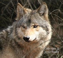 The Wisconsin Puppy Mill Project: WI Wolf Hunt in brief