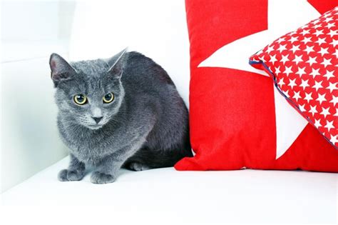 Premium Photo | Grey cat on sofa closeup