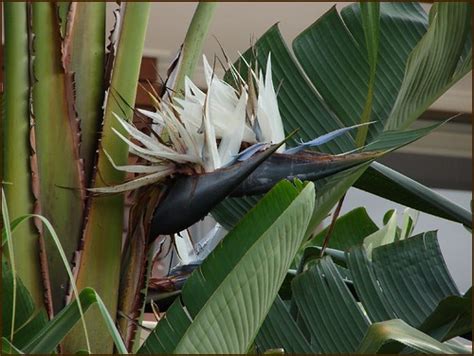 Giant white Bird-of-Paradise flowes and leaves | Strelitzia … | Flickr