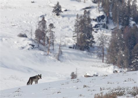 Yellowstone Wolf | Lamar Valley, Yellowstone NP, WY | Art in Nature Photography