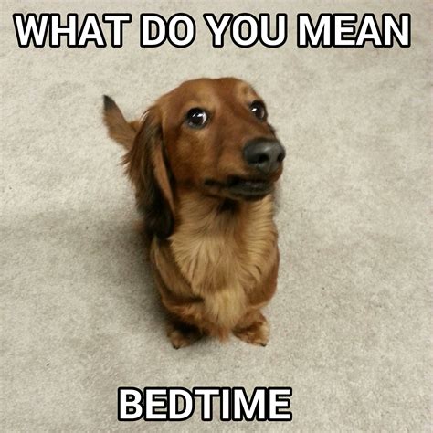 What do you mean bedtime? #dachshund meme - source: bruno.shortfoot on instagram | Dachshund ...