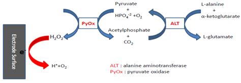 Biosensors | Free Full-Text | Determination of Alanine Aminotransferase with an Electrochemical ...