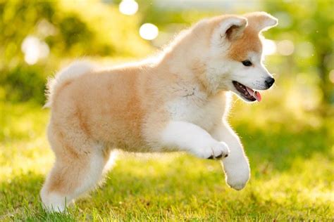 Japanese Akitainu Puppies For Sale