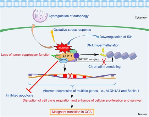 Frontiers | ARID1A Variations in Cholangiocarcinoma: Clinical Significances and Molecular Mechanisms