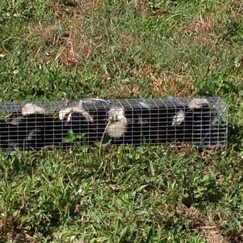 Skunk Trapping Dayton Ohio - Barnes Wildlife Control