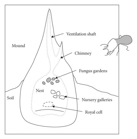 Graphic of a termite colony (a) and its simplified interaction network... | Download Scientific ...