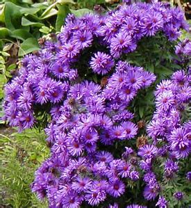 Aster novae-angliae 'Purple Dome'